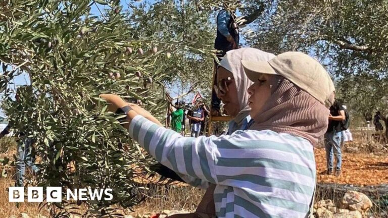 Palestinian olive harvest under threat from Israeli settler attacks and restrictions