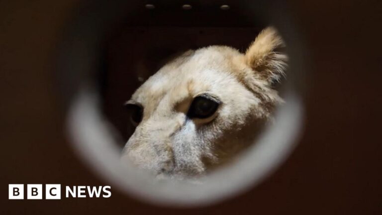 Putin gifts Pyongyang zoo with lion, brown bears