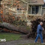 Bomb cyclone downs trees, crushing vehicles